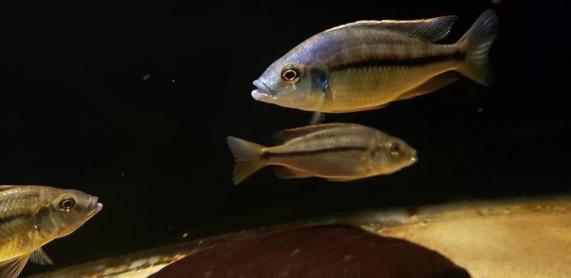 Protomelas marginatus